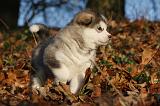 ALASKAN MALAMUTE 591